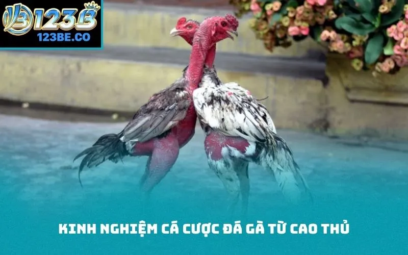 Kinh nghiệm cá cược đá gà từ cao thủ