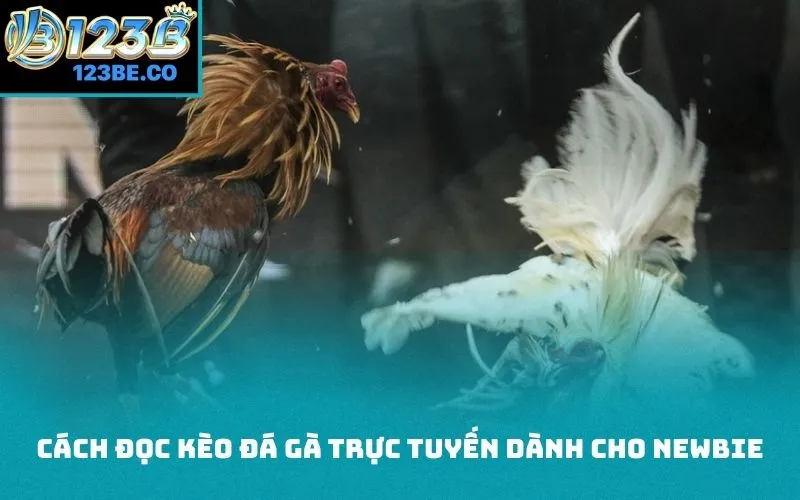 Cách đọc kèo đá gà trực tuyến dành cho newbie