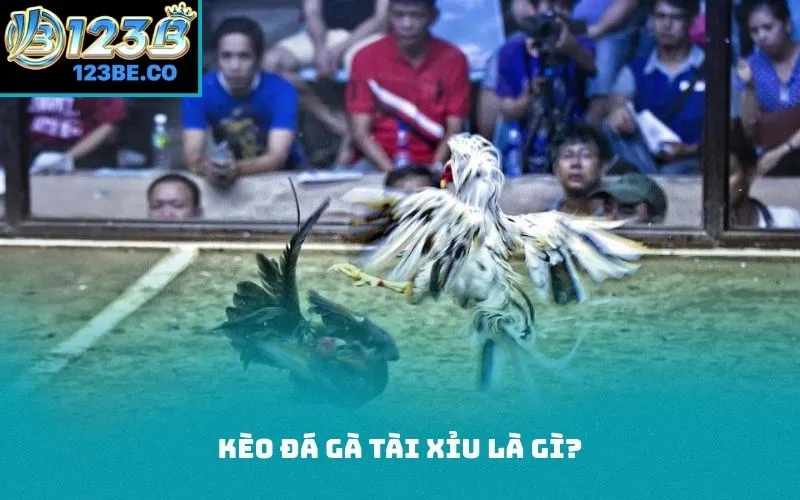 Kèo đá gà tài xỉu là gì?