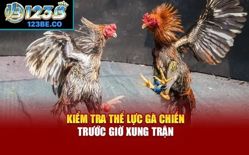 Kiểm tra thể lực gà chiến trước giờ xung trận