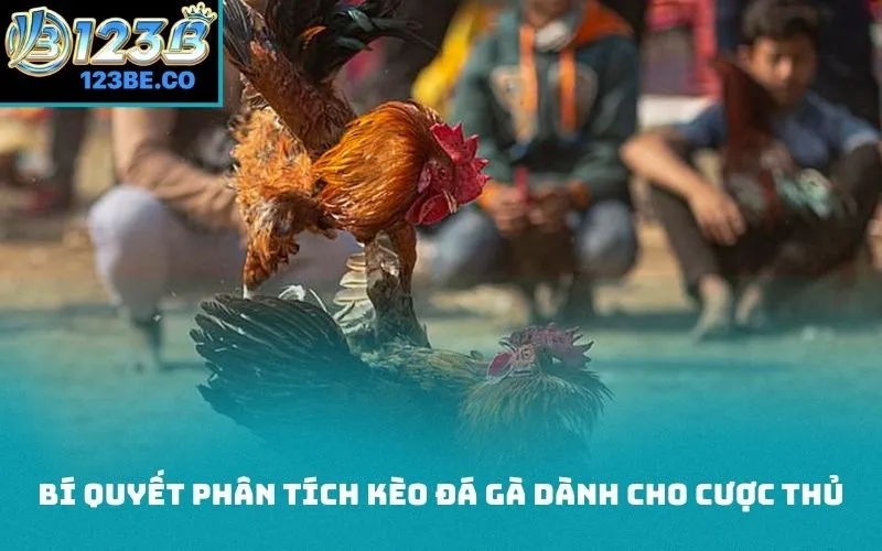 Bí quyết phân tích kèo đá gà dành cho cược thủ