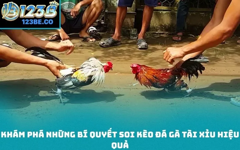 Khám phá những bí quyết soi kèo đá gà tài xỉu hiệu quả