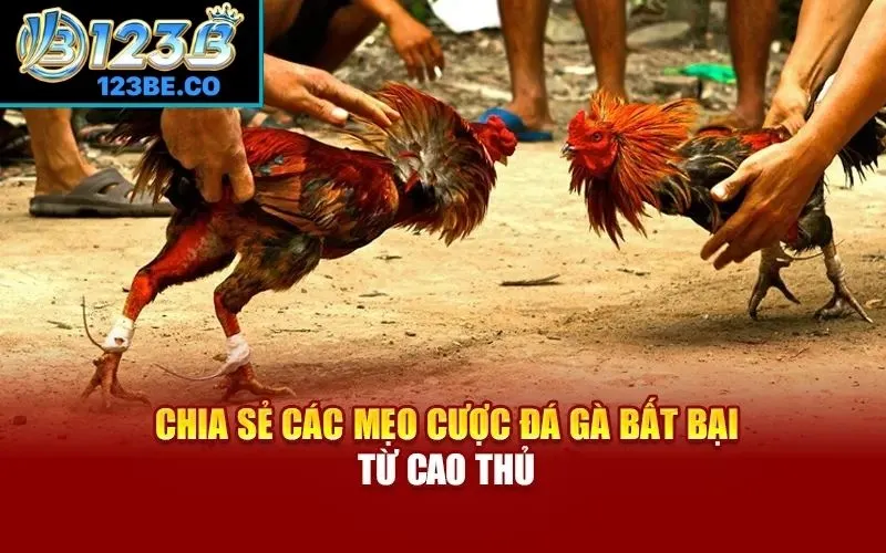 Mẹo cược đá gà chuẩn xác từ chuyên gia