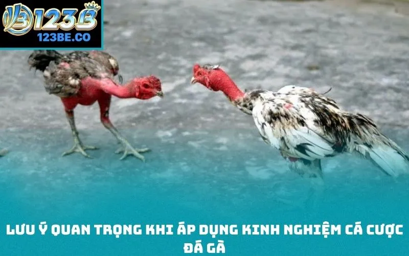 Lưu ý quan trọng khi áp dụng kinh nghiệm cá cược đá gà