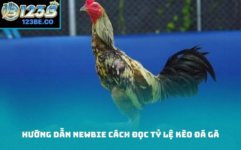 Hướng dẫn newbie cách đọc tỷ lệ kèo đá gà
