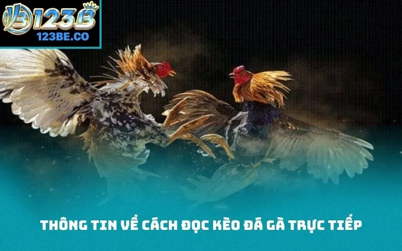 Thông tin về cách đọc kèo đá gà trực tiếp
