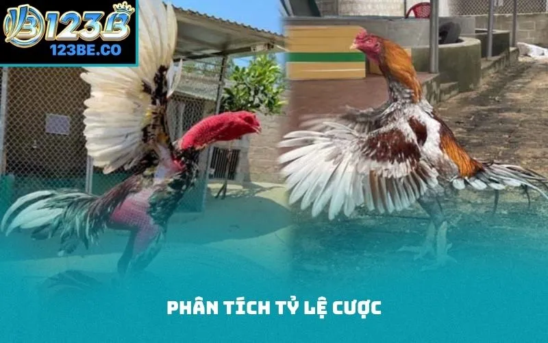 Phân tích tỷ lệ cược