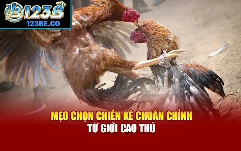Mẹo chọn chiến kê chuẩn chỉnh từ giới cao thủ