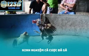 kinh nghiệm cá cược đá gà