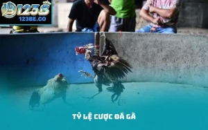 tỷ lệ cược đá gà