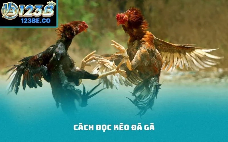 cách đọc kèo đá gà
