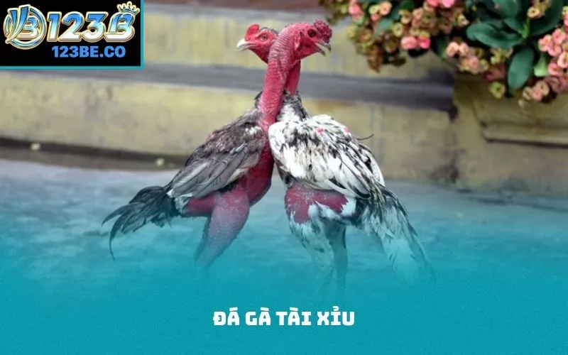 đá gà tài xỉu