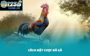 cách đặt cược đá gà