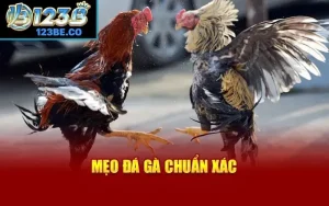 Mẹo cược đá gà
