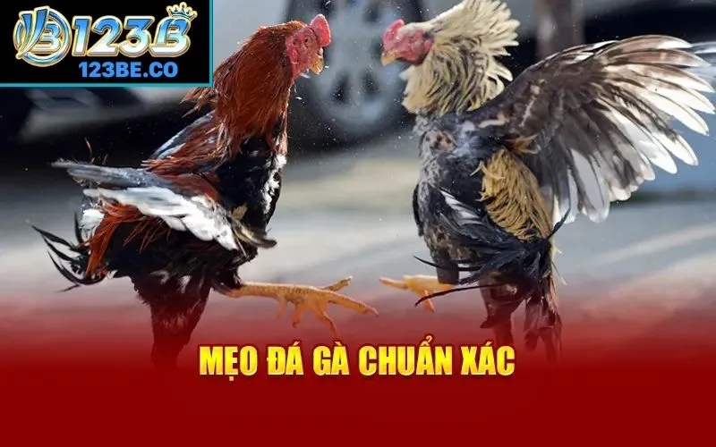 Mẹo cược đá gà